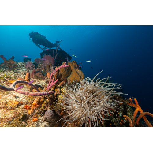 Cozumel Scuba Diving with Cozumel Dive Academy