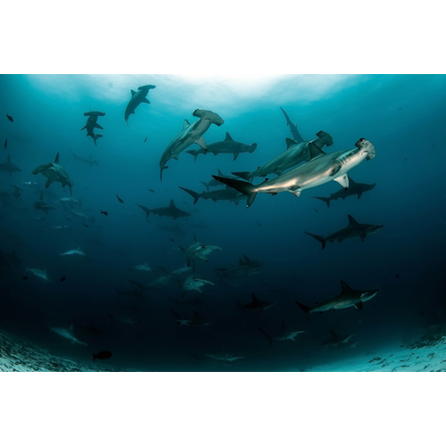 AWARE - Shark Conservation