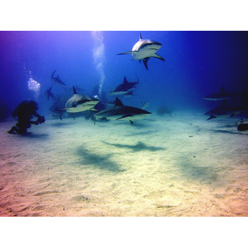 AWARE - Shark Conservation