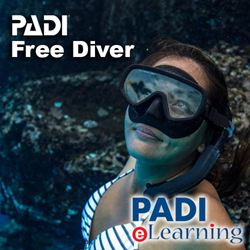 Freediver Elearning- Code Only