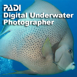Specialty - Underwater Photographer