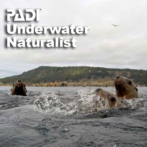 Specialty - Underwater Naturalist