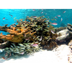 Coral Reef Conservation Diver