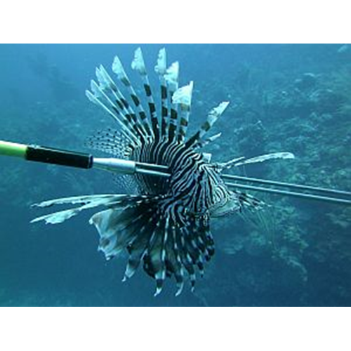 Lionfish Removal Specialist