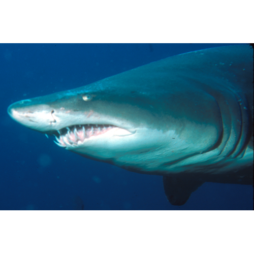 Aware Shark Conservation