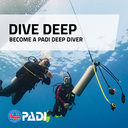 Deep Diver Course With ELearning And Processing Fee
