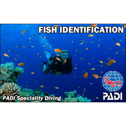 Aware - Fish Identification