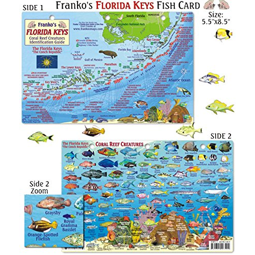 Saltwater Fish Florida Id Chart 